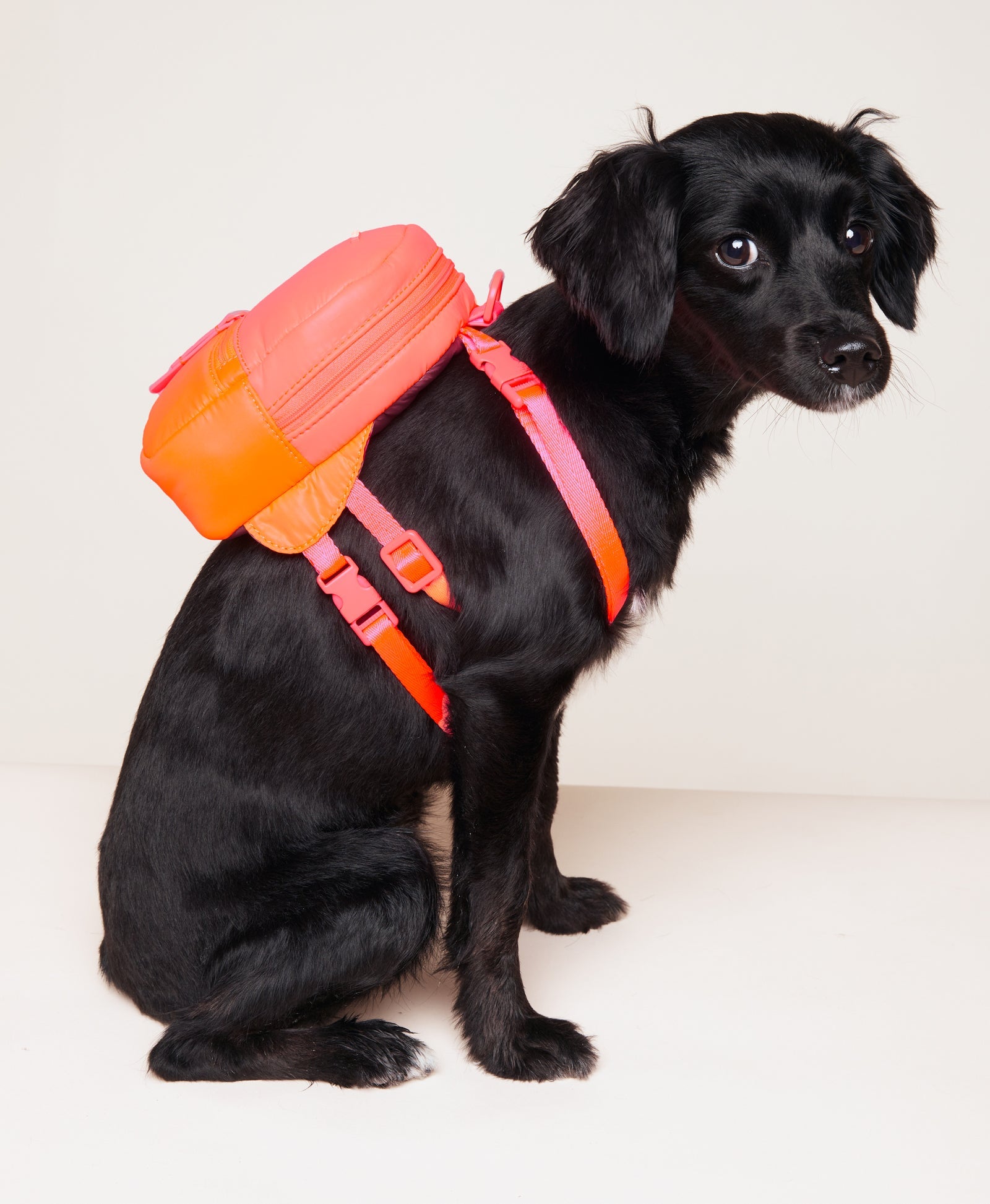 Sport Dog Backpack - Neon Pink