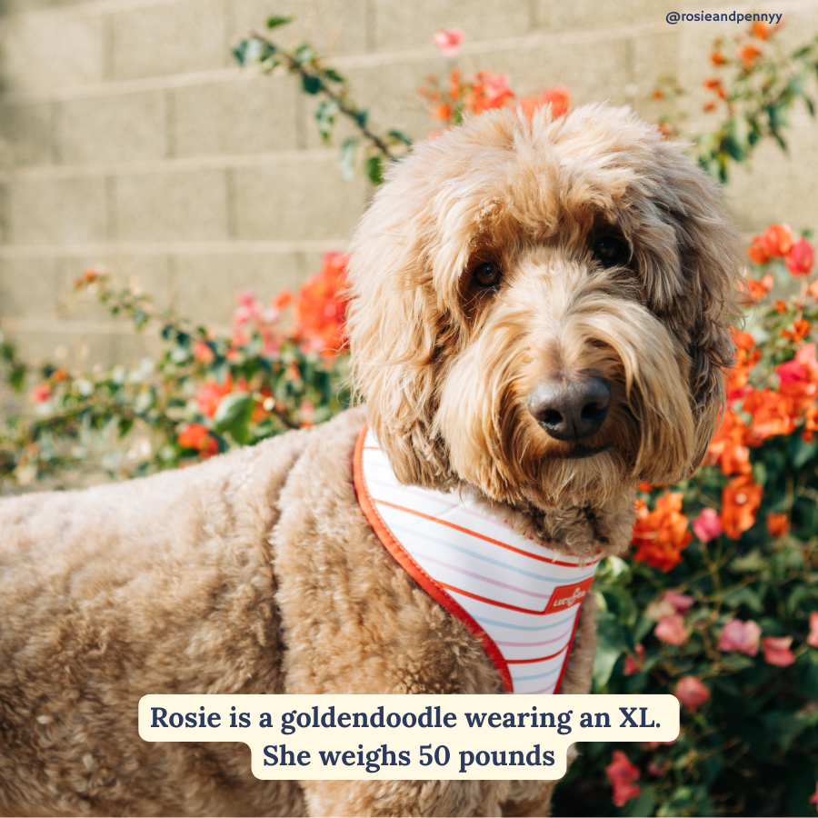 Reversible Harness - Talk About Love