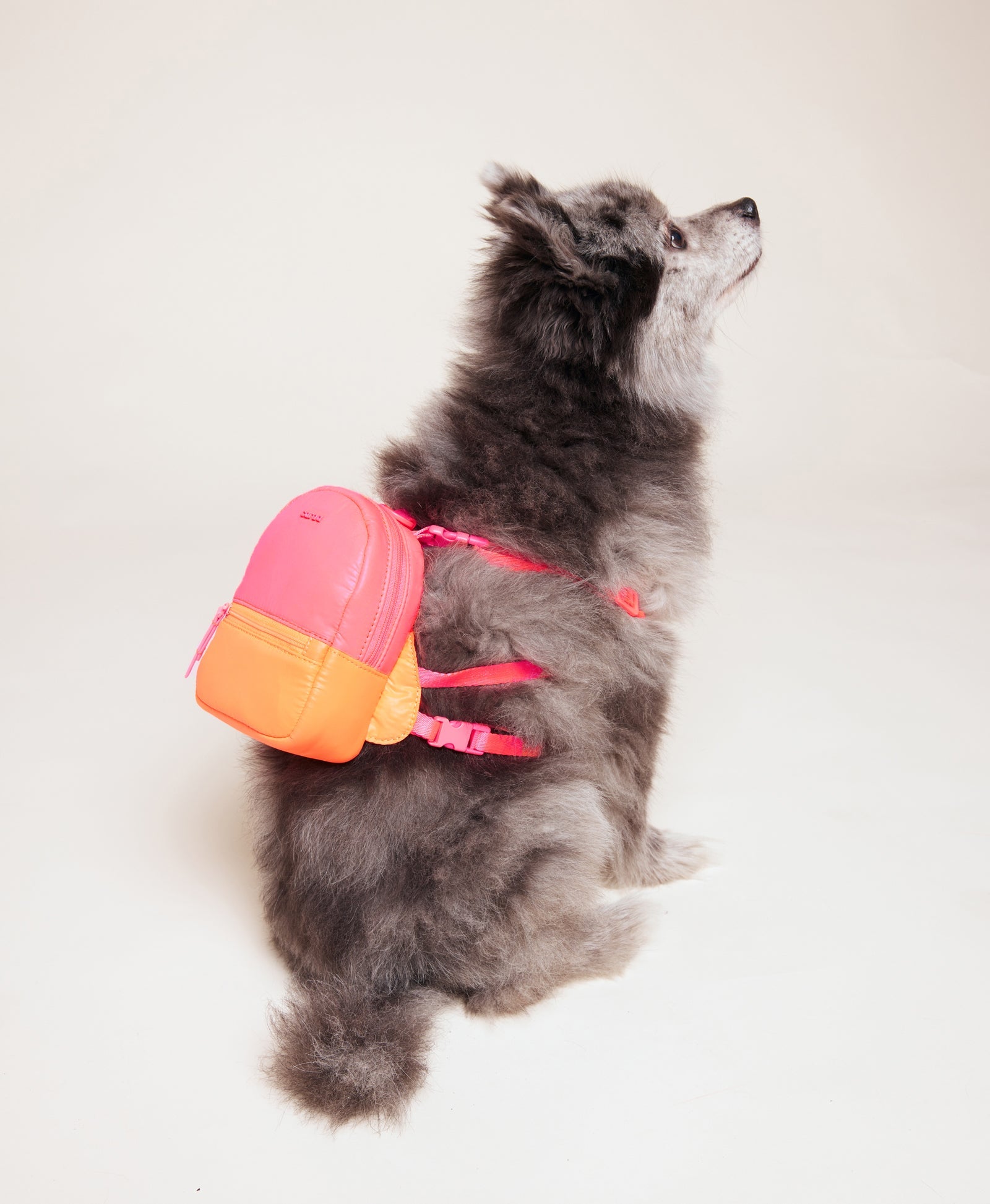 Sport Dog Backpack - Neon Pink