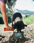 Zippy Paws - Adventure Bowl - Forest Green -