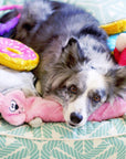 Zippy Paws - Jigglerz - Bunny -