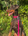 Wander! Multiway Leash - Bubblegum