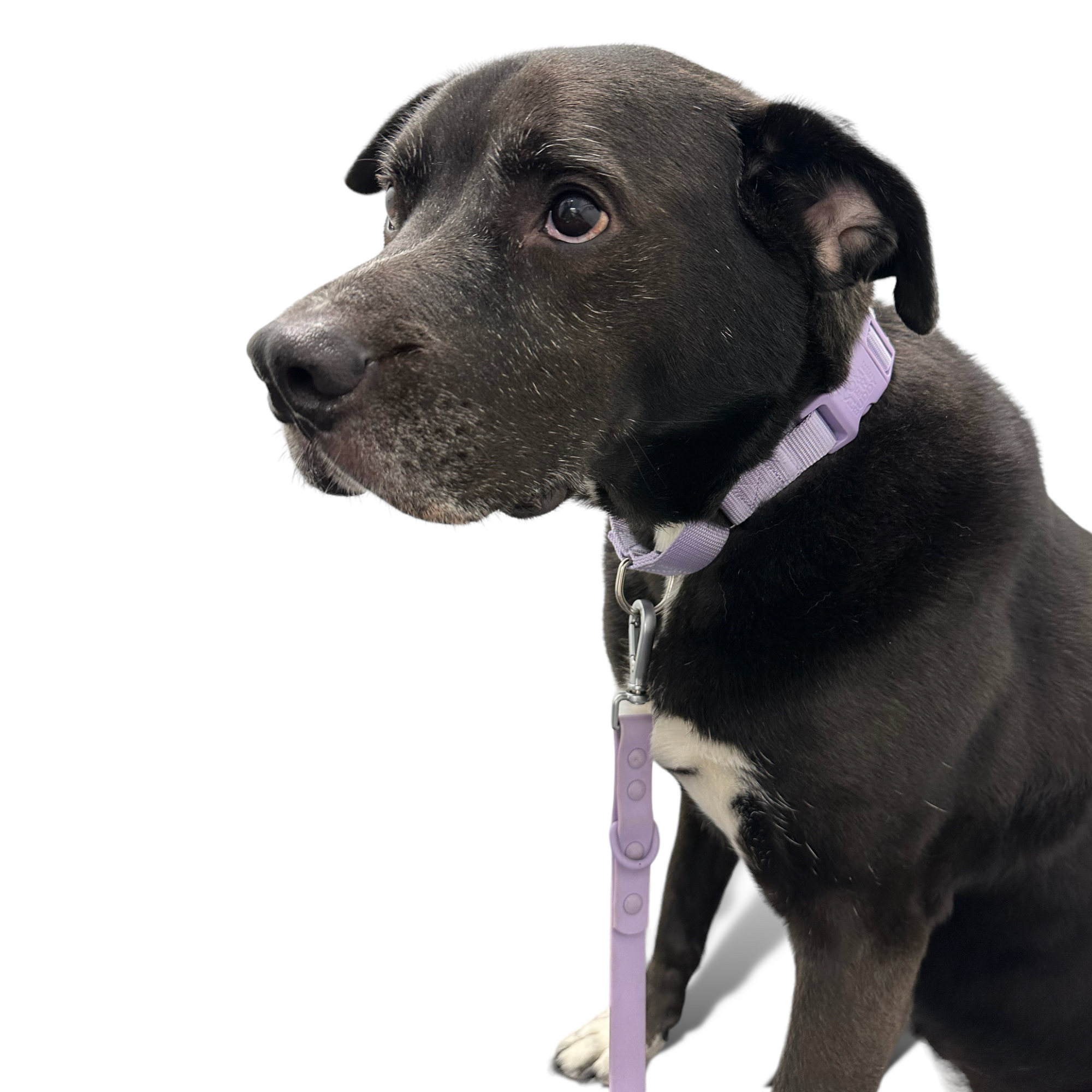 Come Here Buddy - Martingale Dog Collar -