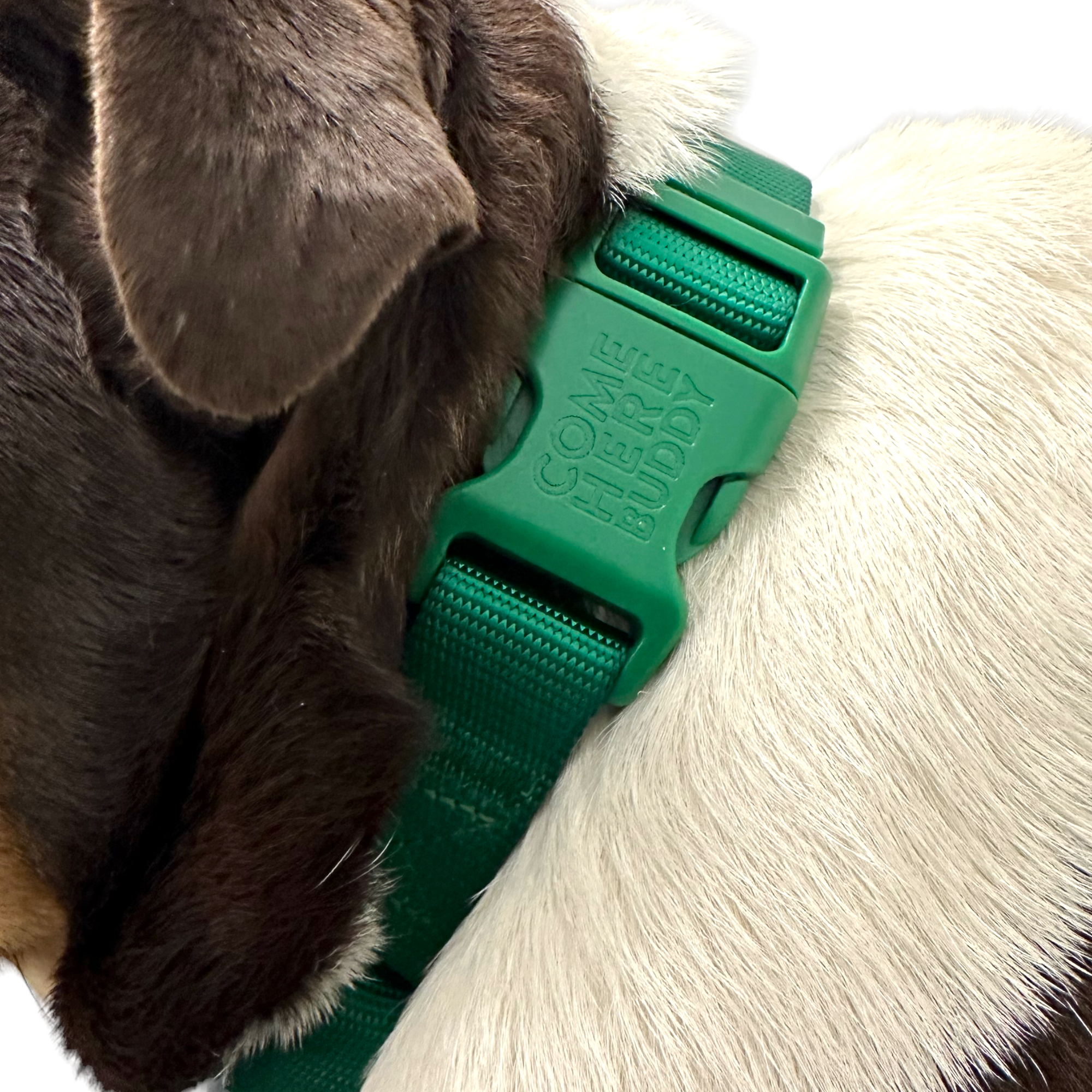 Come Here Buddy - Martingale Dog Collar -