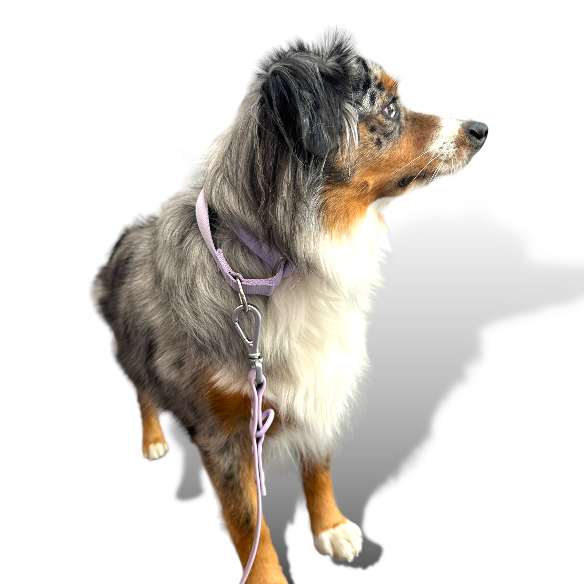 Come Here Buddy - Martingale Dog Collar -