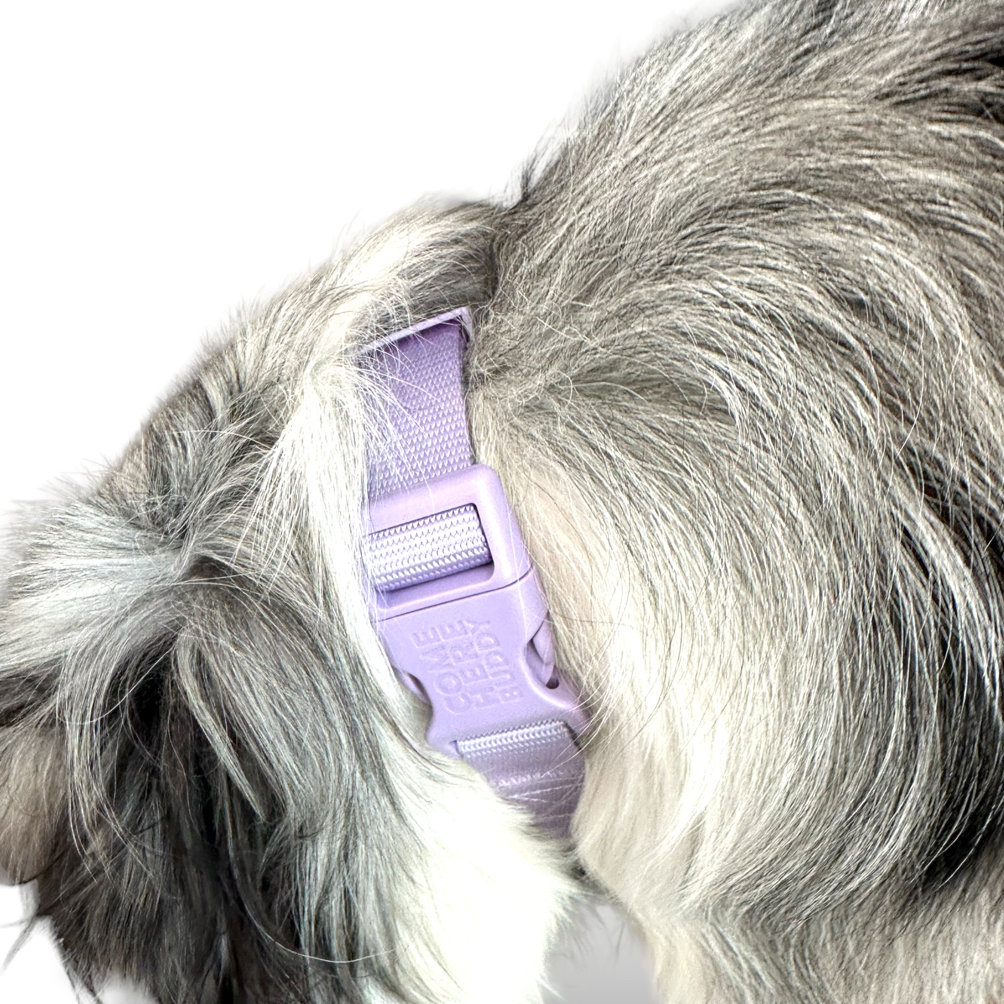Come Here Buddy - Martingale Dog Collar -