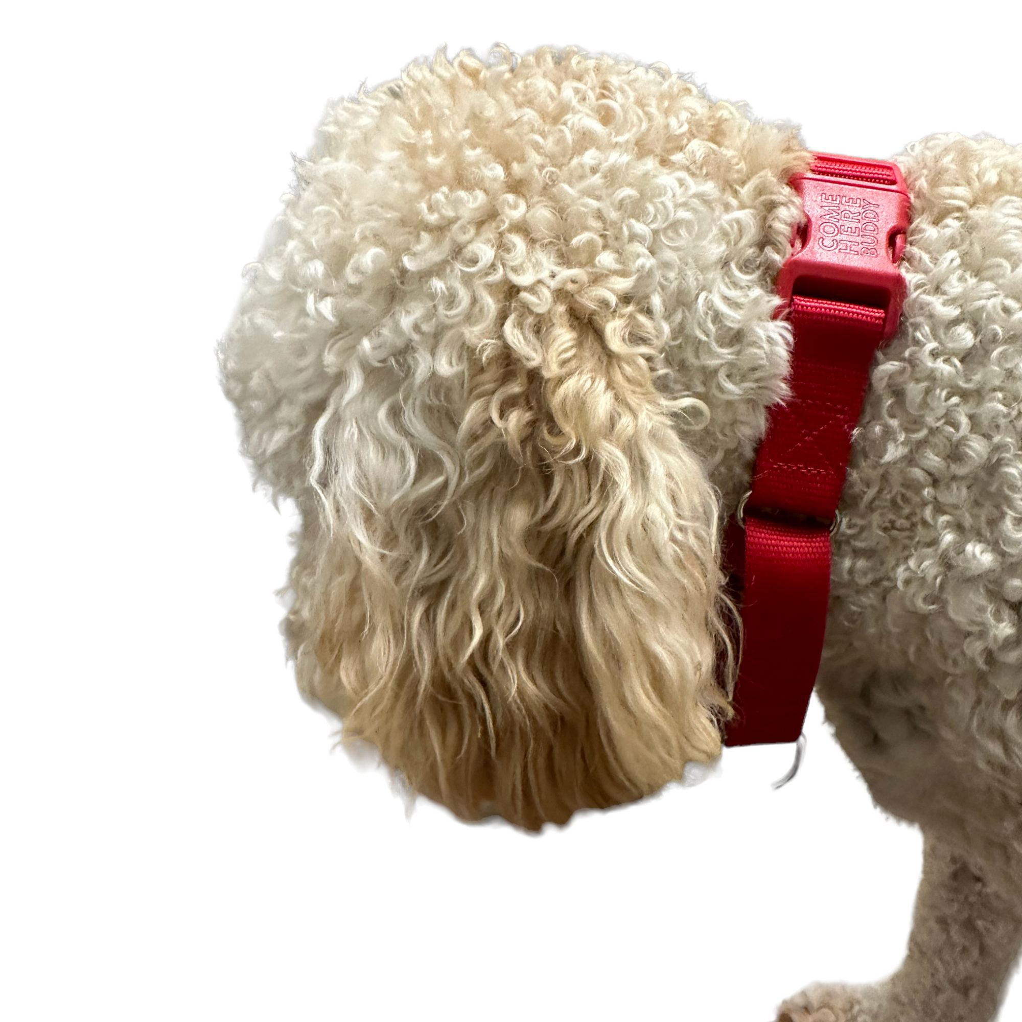 Come Here Buddy - Martingale Dog Collar -