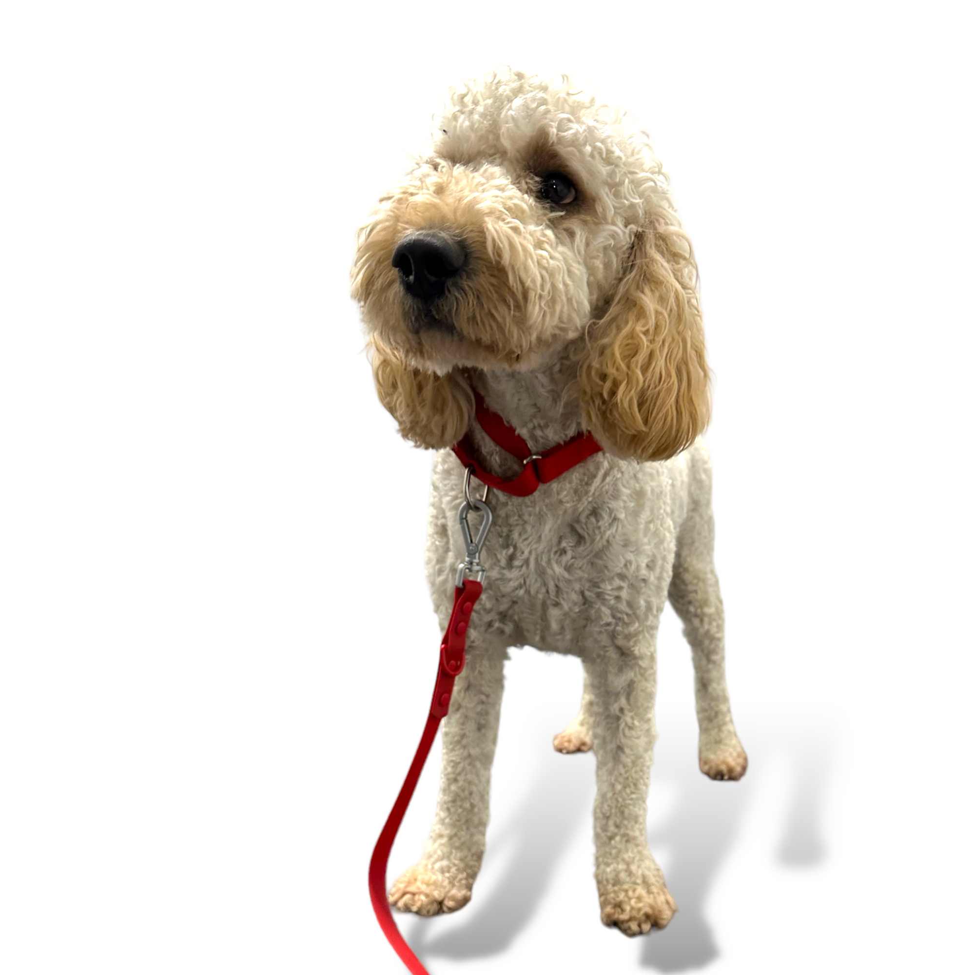 Come Here Buddy - Martingale Dog Collar -