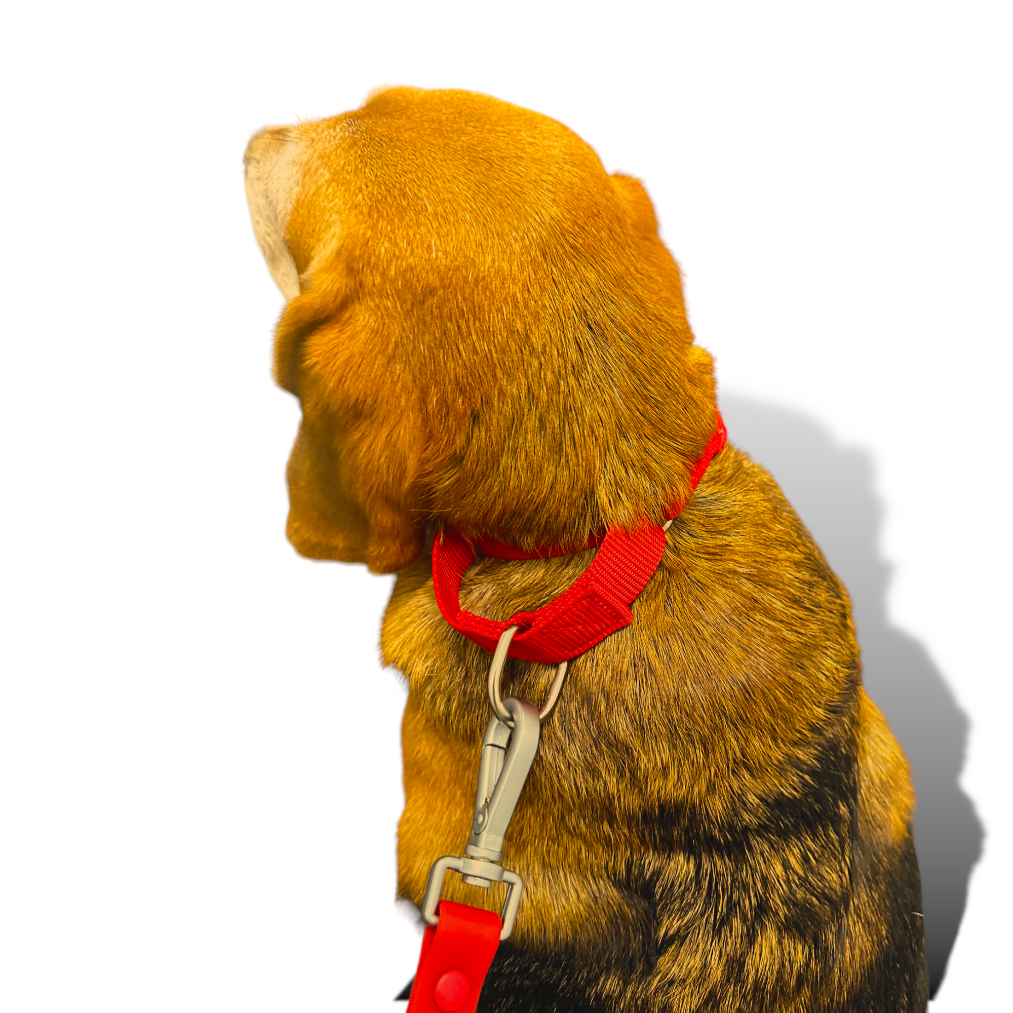 Come Here Buddy - Martingale Dog Collar -