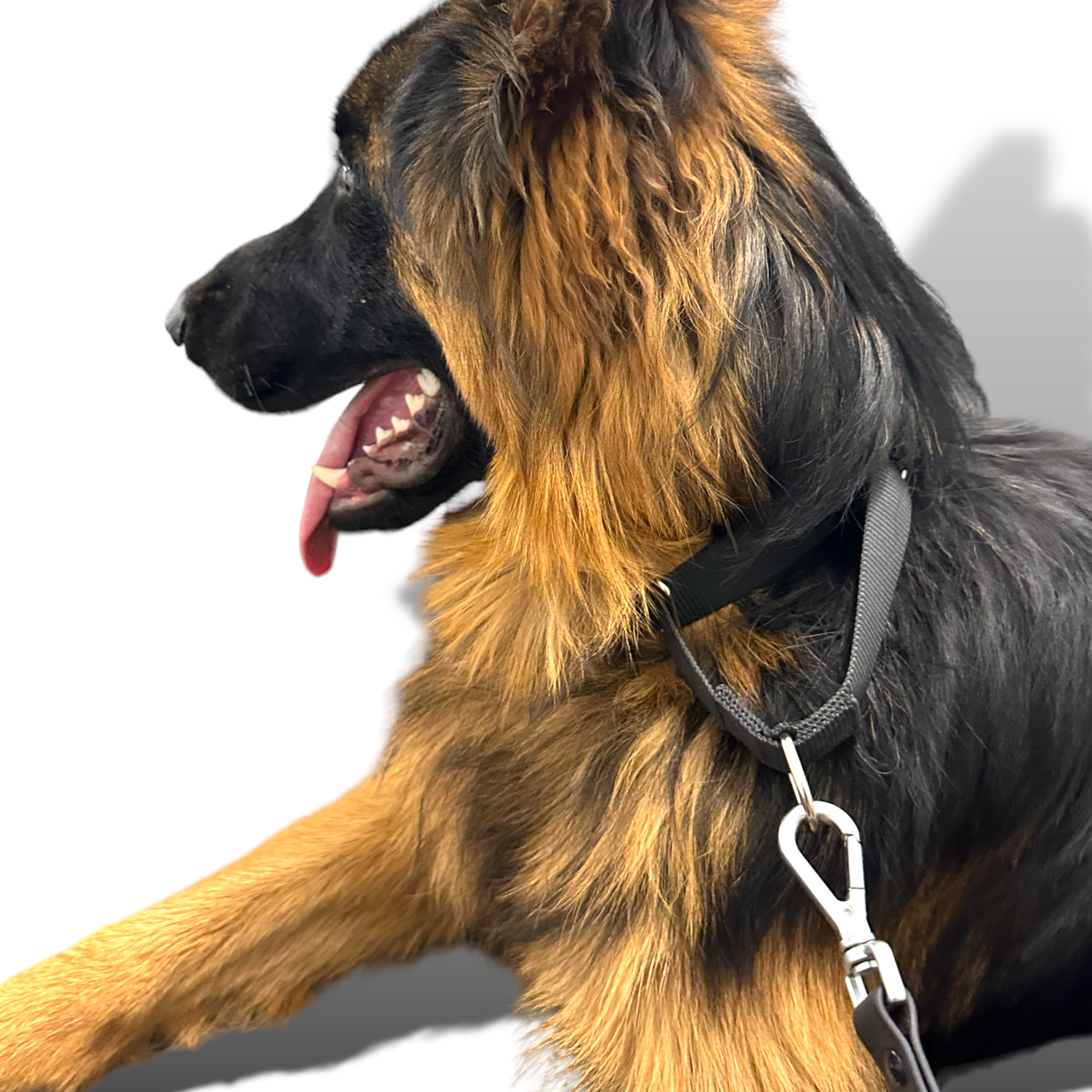 Come Here Buddy - Martingale Dog Collar -