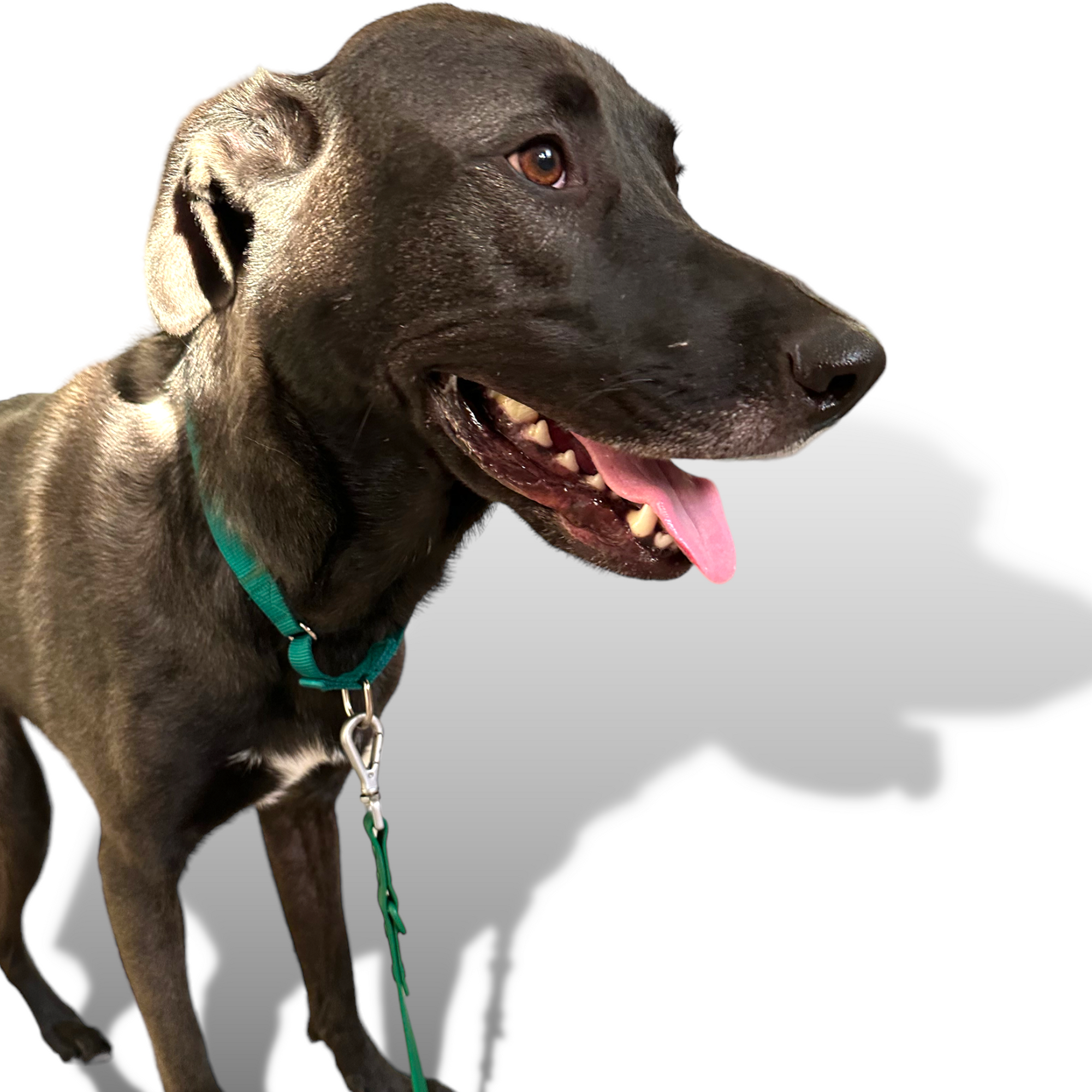 Come Here Buddy - Martingale Dog Collar -