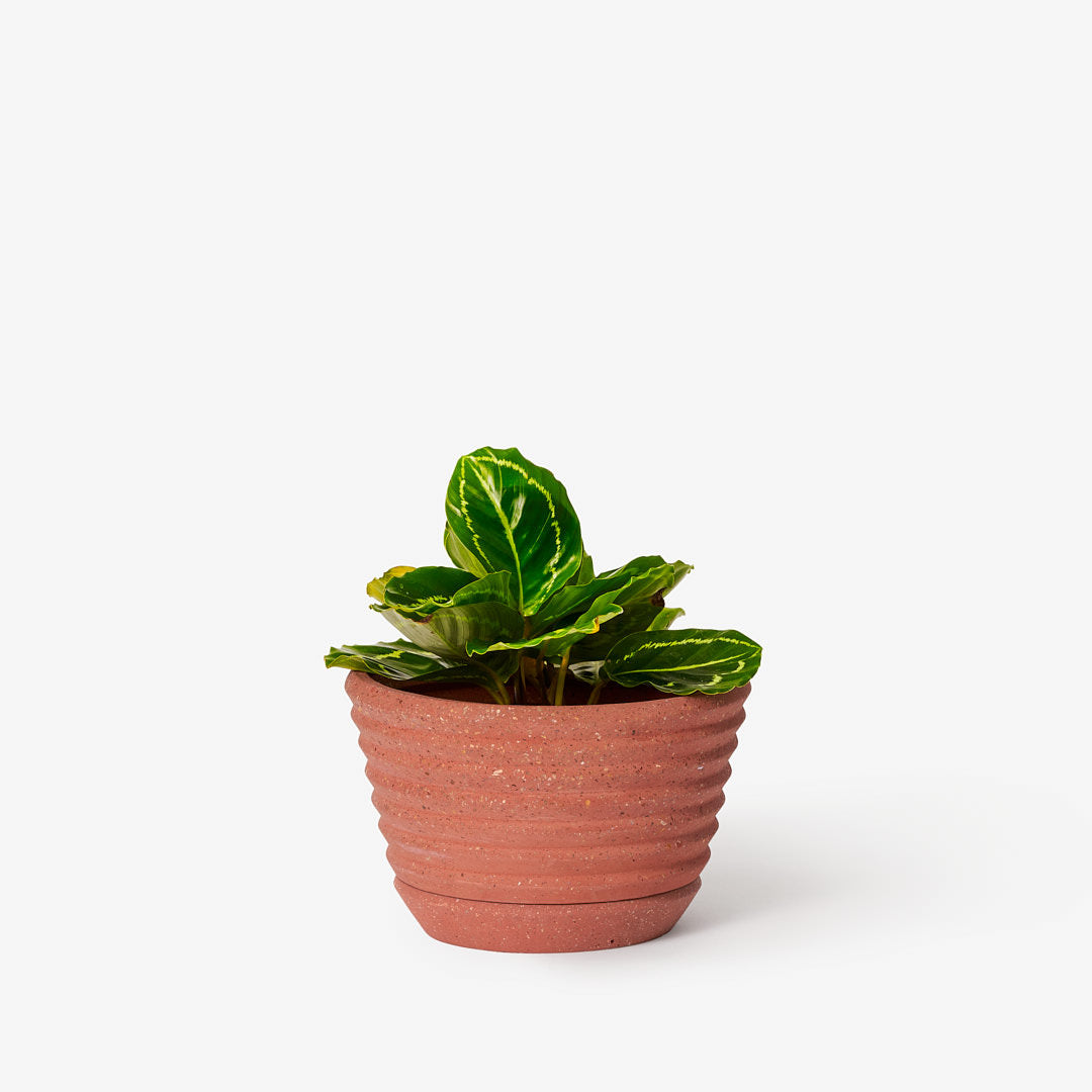 Racine Planter - Desert