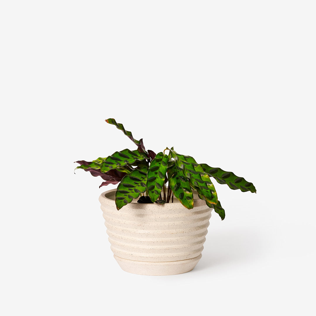 Racine Planter - Sand