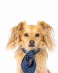 MODERNBEAST - Classic Necktie -