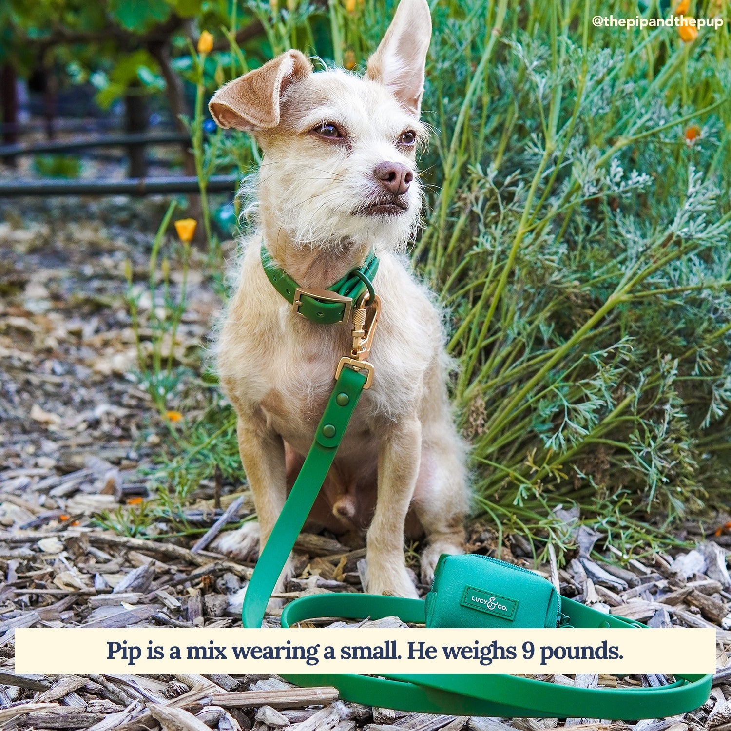 Waterproof PVC Collar - Pine
