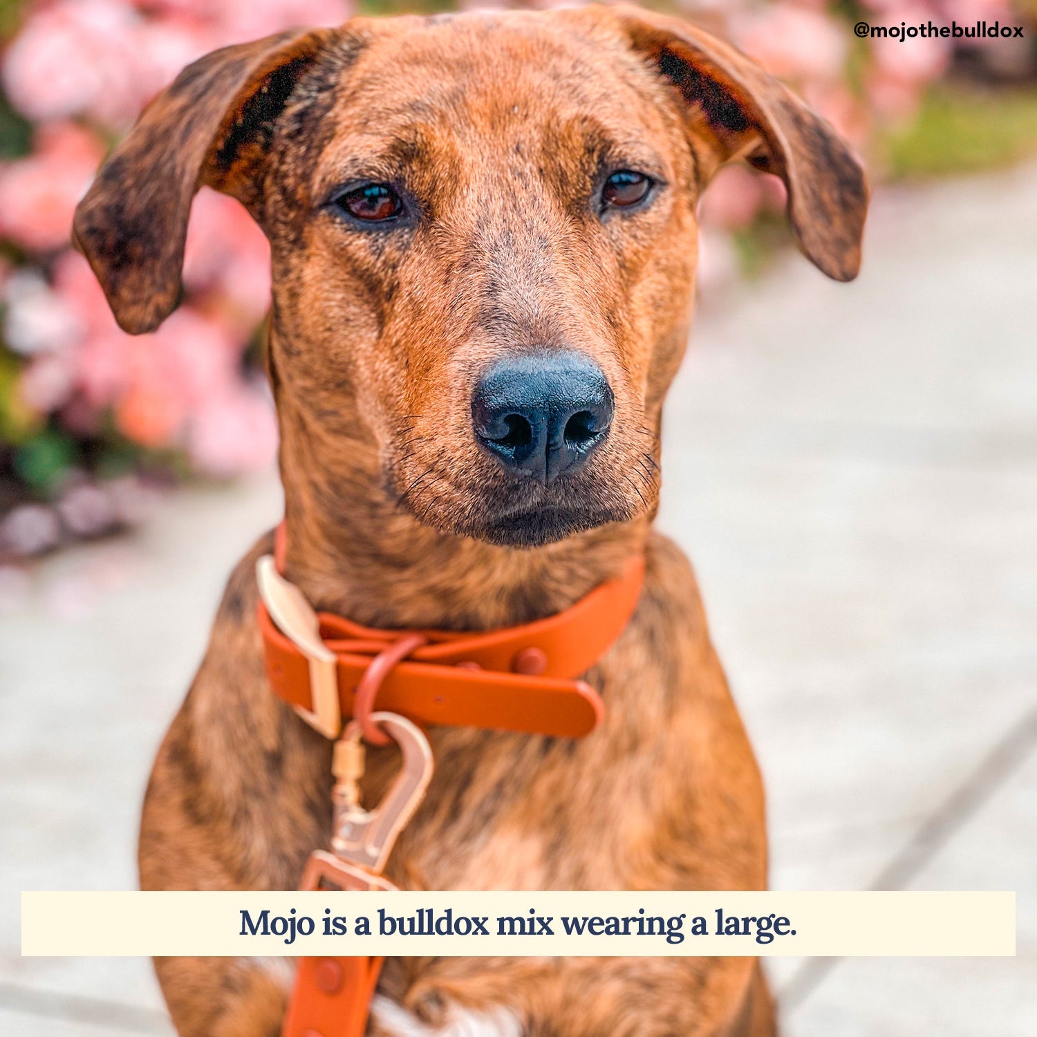 Waterproof PVC Collar - Terracotta