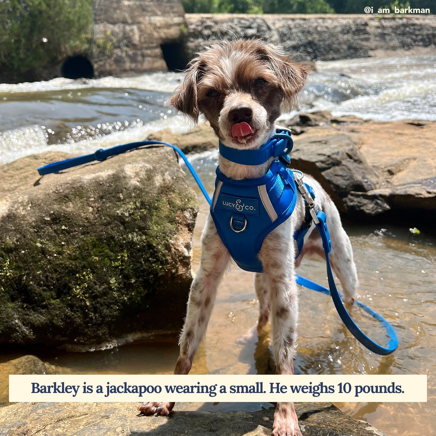 Waterproof PVC Leash - Indie