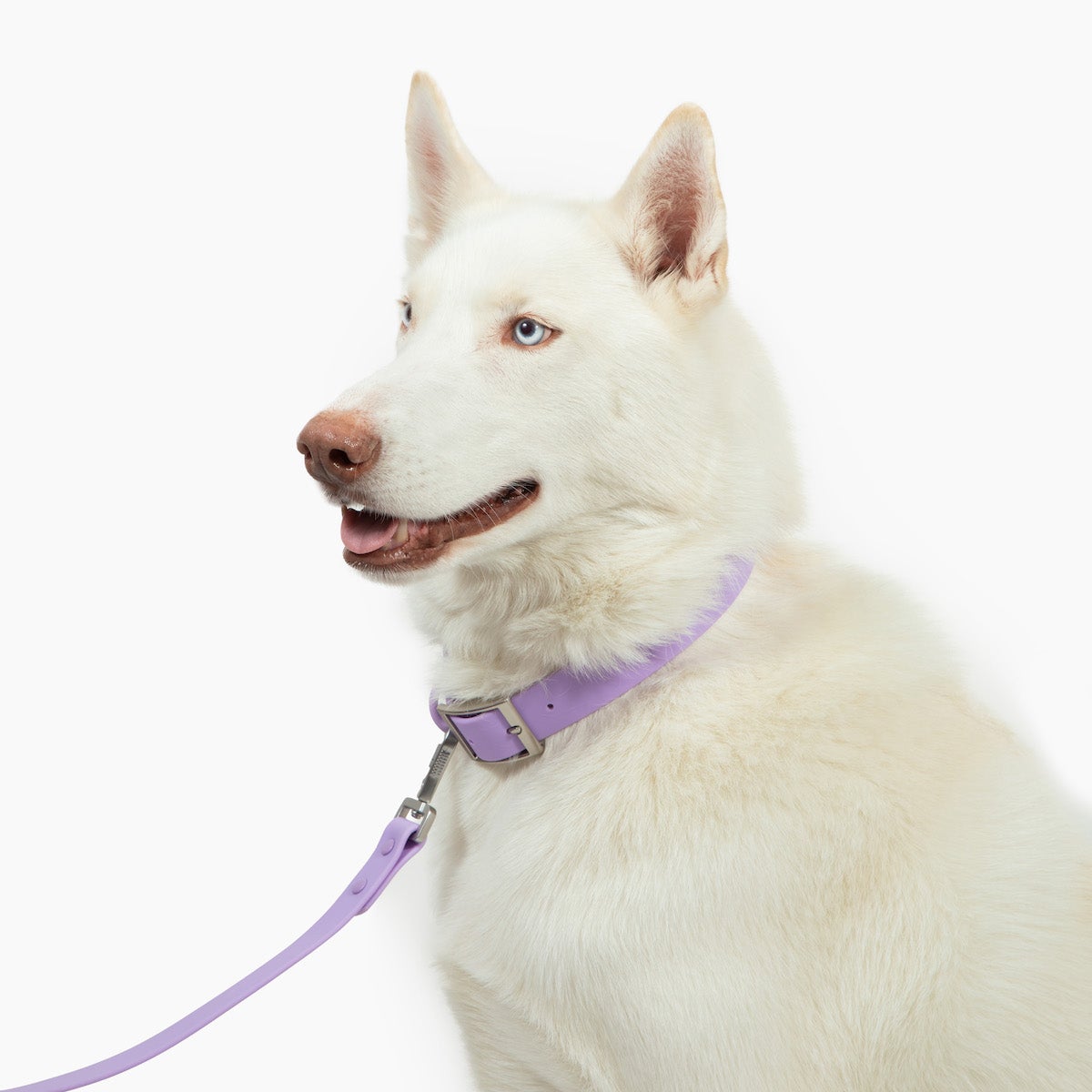 Waterproof PVC Collar - Lilac