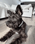 Shine Metallic Leather Collar - FURRY MUSE SHI - COL - S - SV