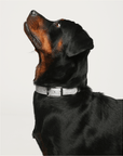 Shine Metallic Vegan Leather Collar - FURRY MUSE SHI - COL - S - SV