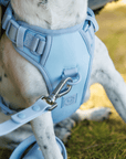 Wander! Bow Harness Kit Sky - FURRY MUSE WAN - BOW - HKIT - XS - BL