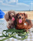 Wander! Multiway Waterproof Leash Martini - FURRY MUSE WAN - LEA - OS - OL