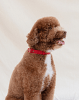 Wander! Waterproof Collar Cherry - FURRY MUSE WAN - COL - S - RD
