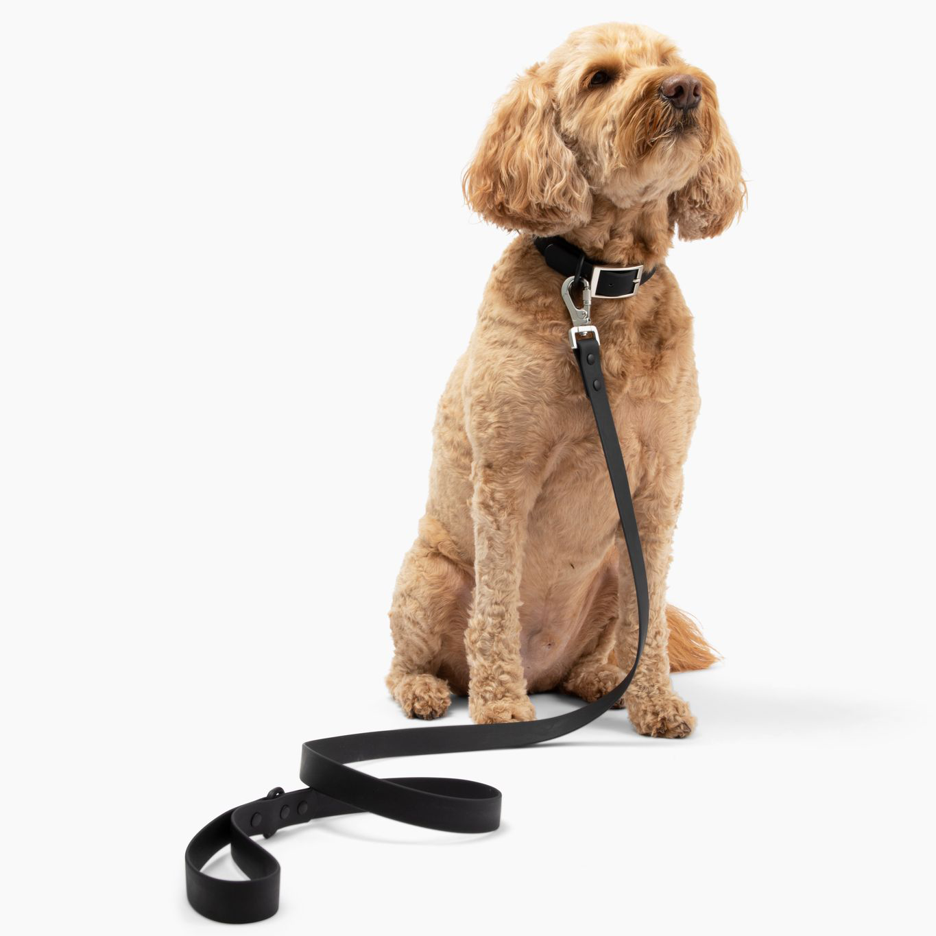 Waterproof PVC Collar - Midnight