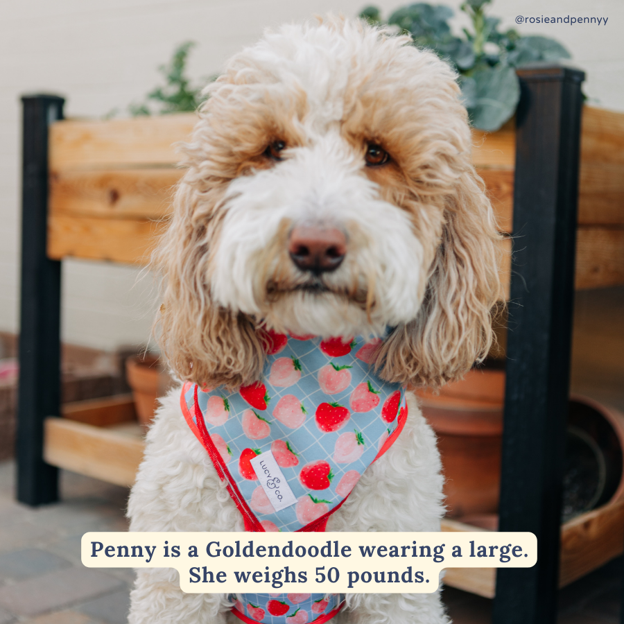 Lucy & Co. - Fresh Berries Bandana -