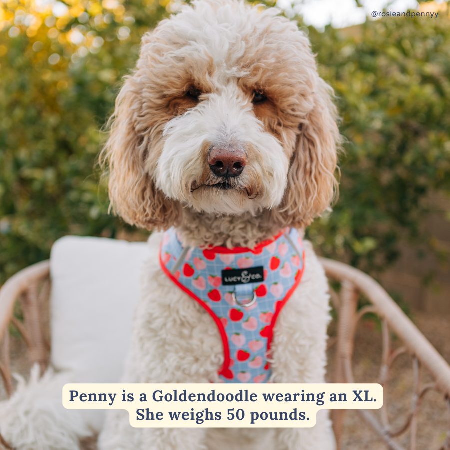 Lucy & Co. - Fresh Berries No-Pull Harness -