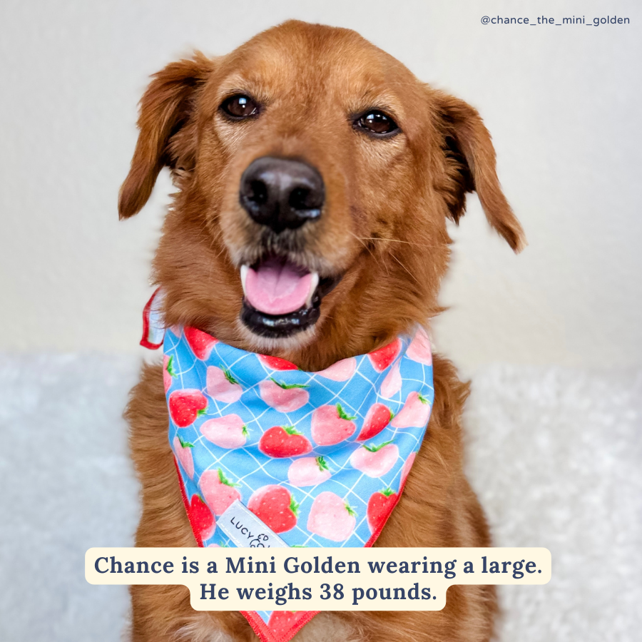 Lucy & Co. - Fresh Berries Bandana -