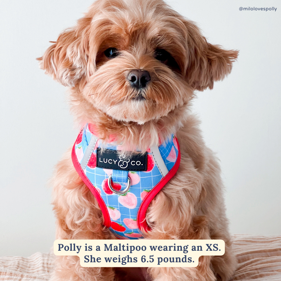 Lucy & Co. - Fresh Berries No-Pull Harness -