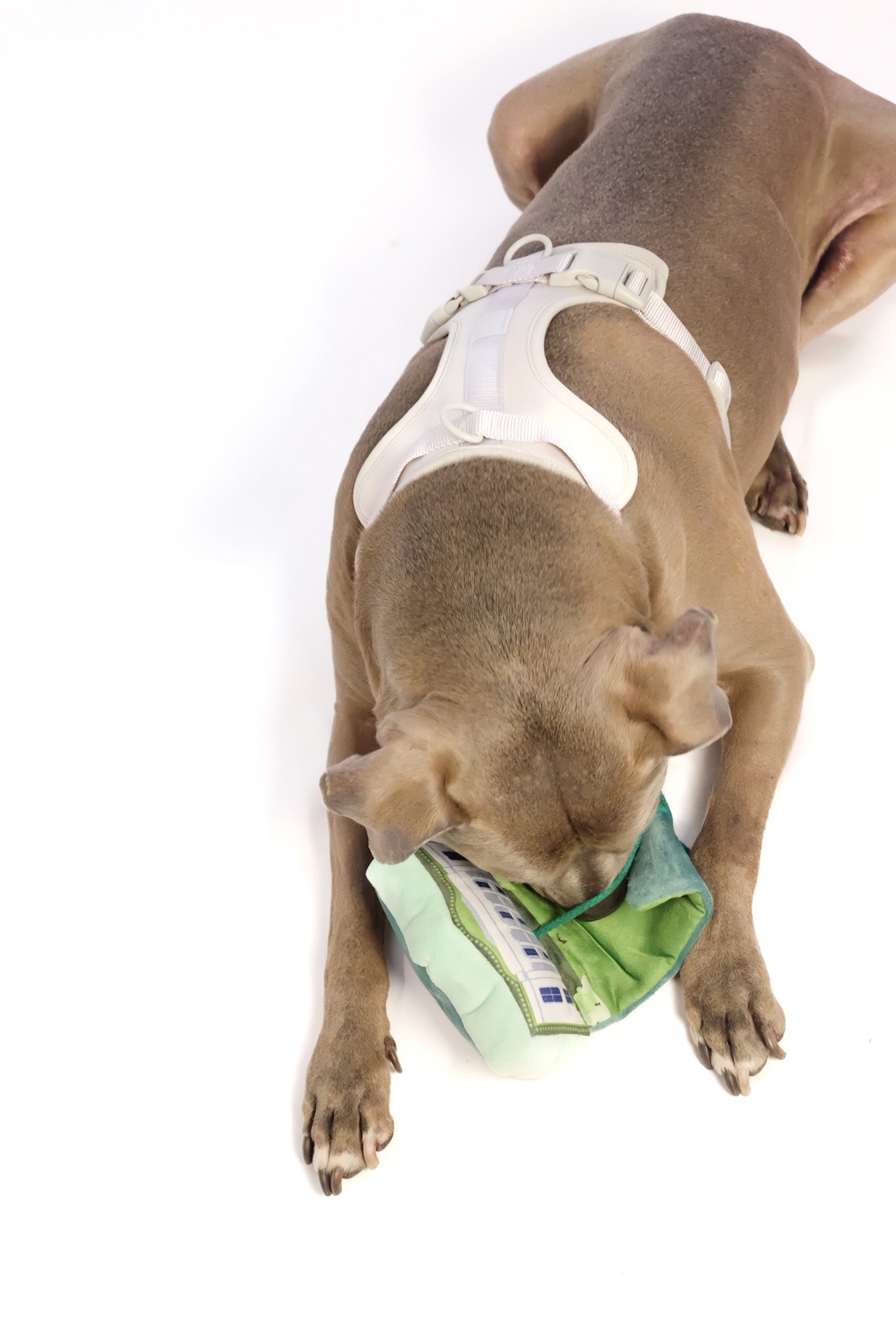 Come Here Buddy - Olympus Nose Work Dog Toy -