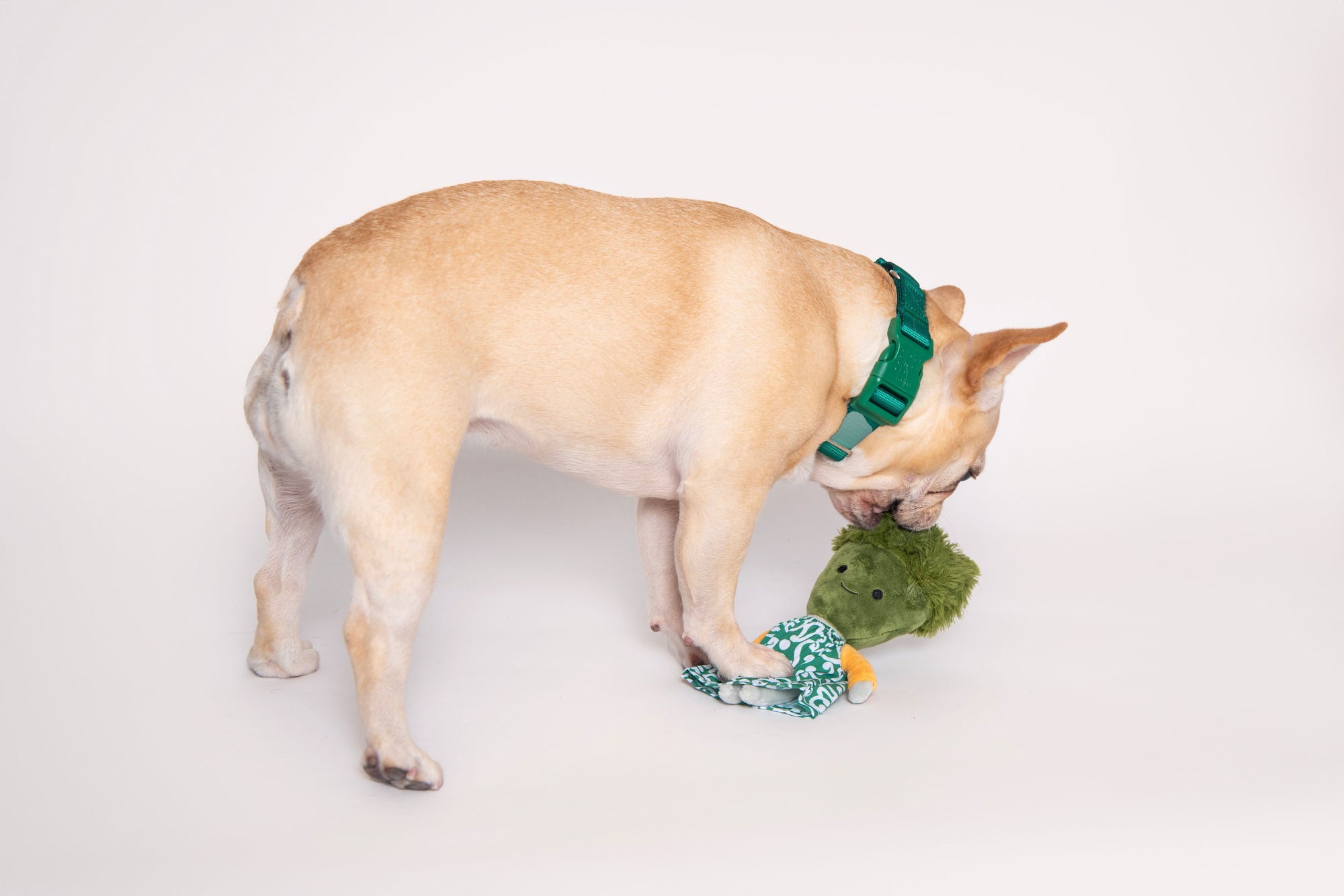 Come Here Buddy - Broccoli Nose Work Dog Toy -