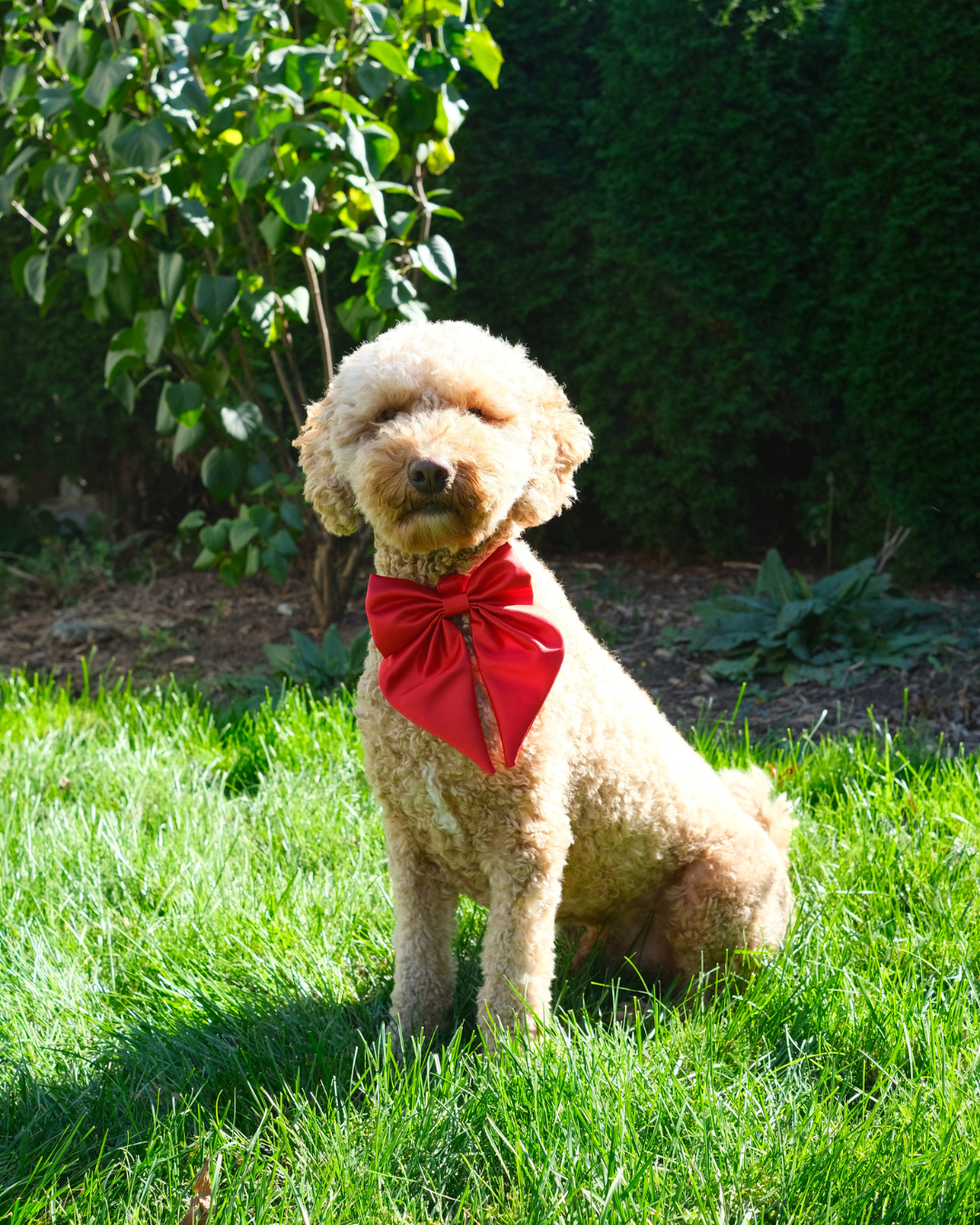 Furry Muse - Wander! Waterproof Collar - Cherry -