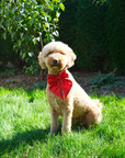 Wander! Waterproof Collar - Cherry