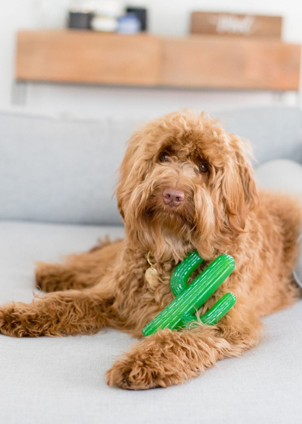 Zippy Baws Rabbit Zippy Paws Sale | Pet Toys, Dog Toys & Pet Accessories – offe market