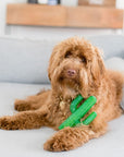 Zippy Paws - ZippyTuff Cactus -