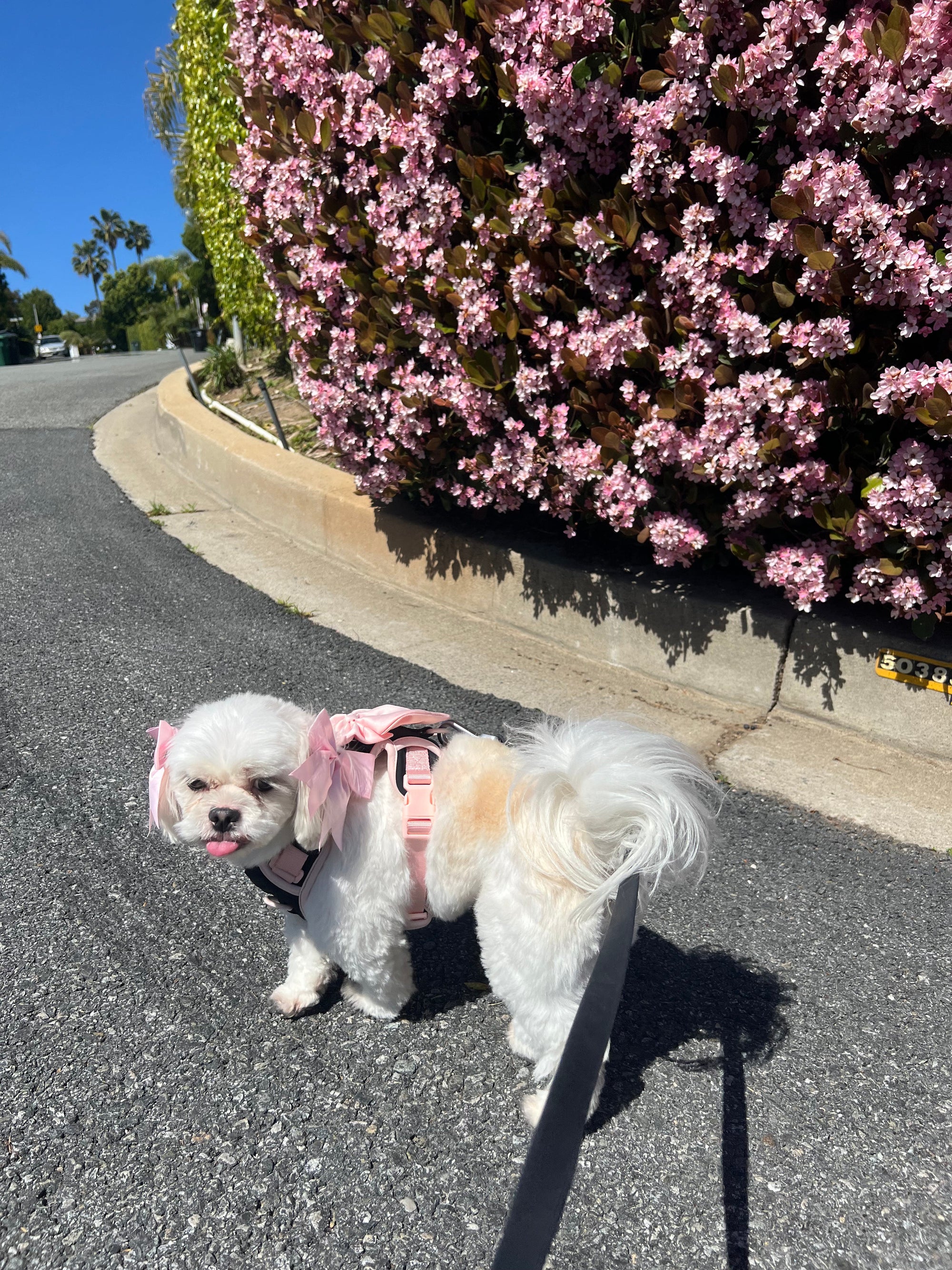 Furry Muse - Wander! Multiway Leash &amp; Poop Pouch - Ballerina -