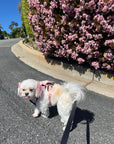 Wander! LyLux Bow Harness