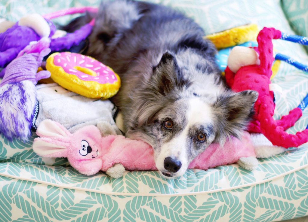 Zippy Paws - Jigglerz - Bunny -