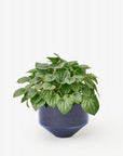 Areaware - Model Three Planter - Blue -