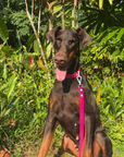 Wander! Waterproof Collar - Bubblegum