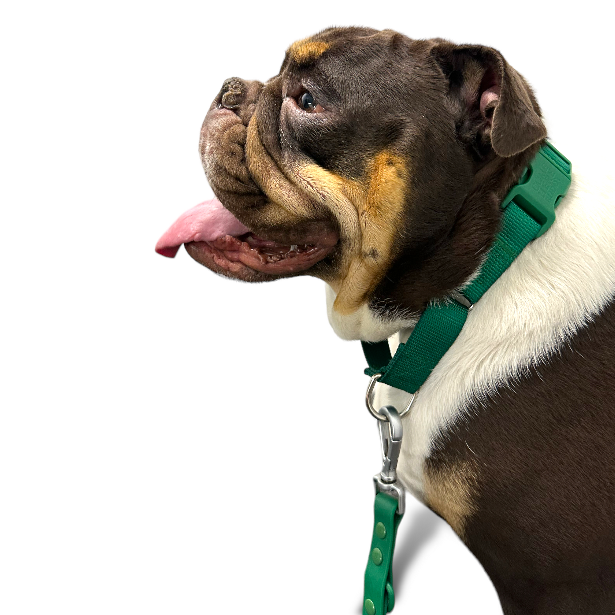 Come Here Buddy - Martingale Dog Collar -