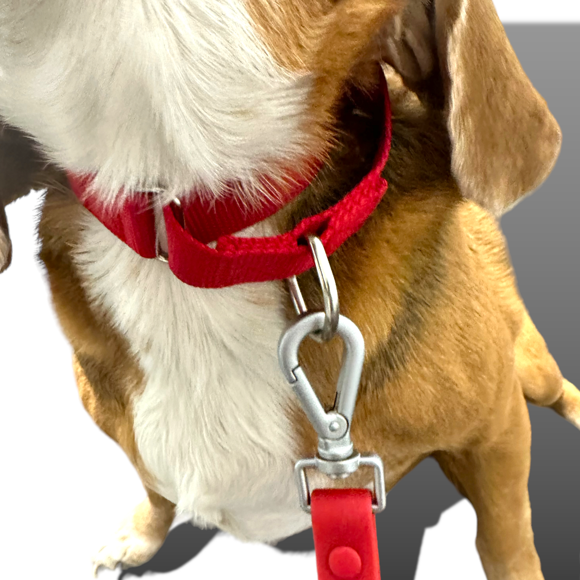 Come Here Buddy - Martingale Dog Collar -