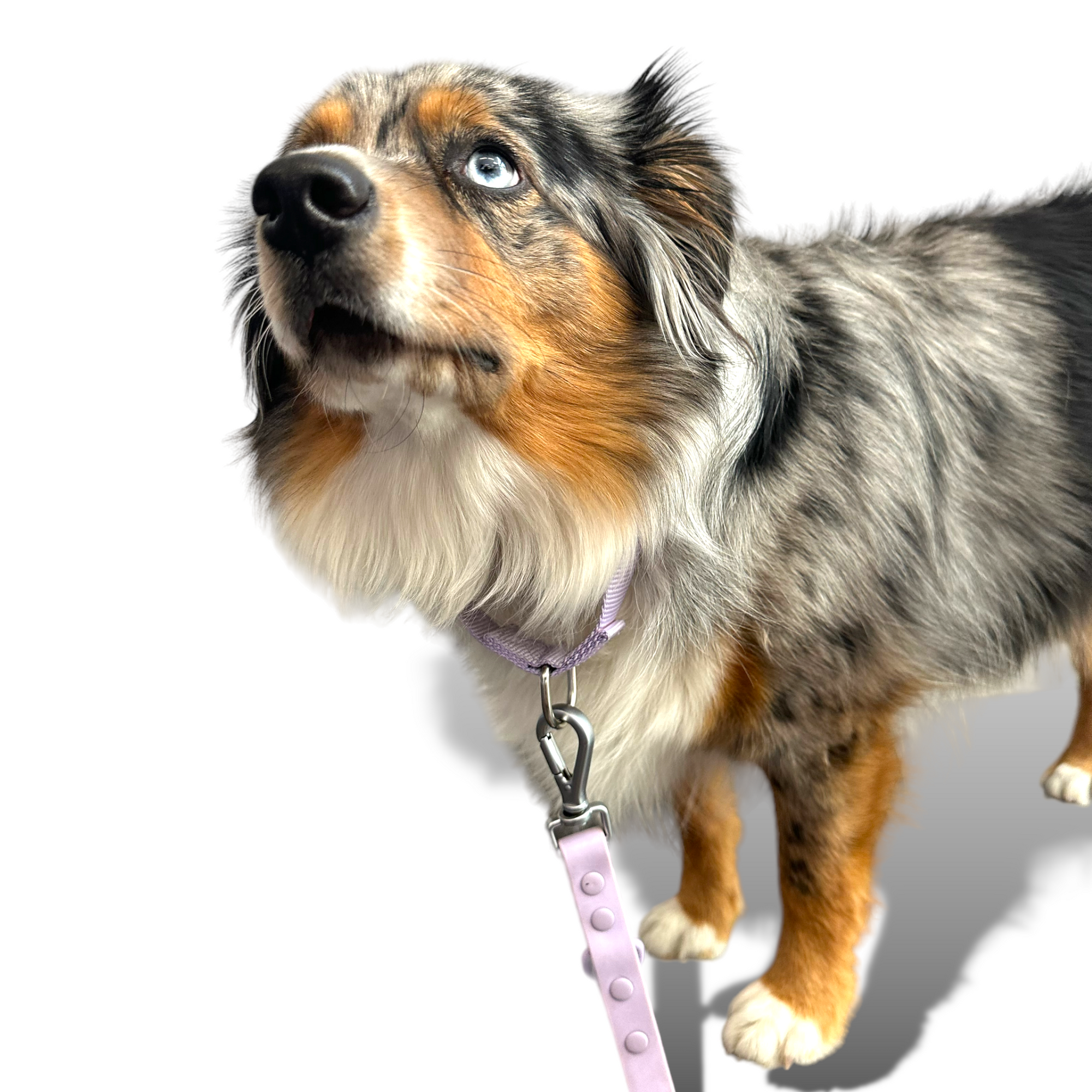 Come Here Buddy - Martingale Dog Collar -