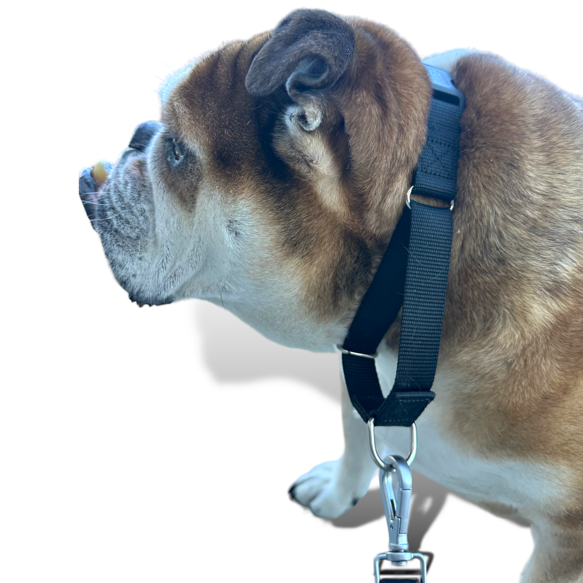 Come Here Buddy - Martingale Dog Collar -