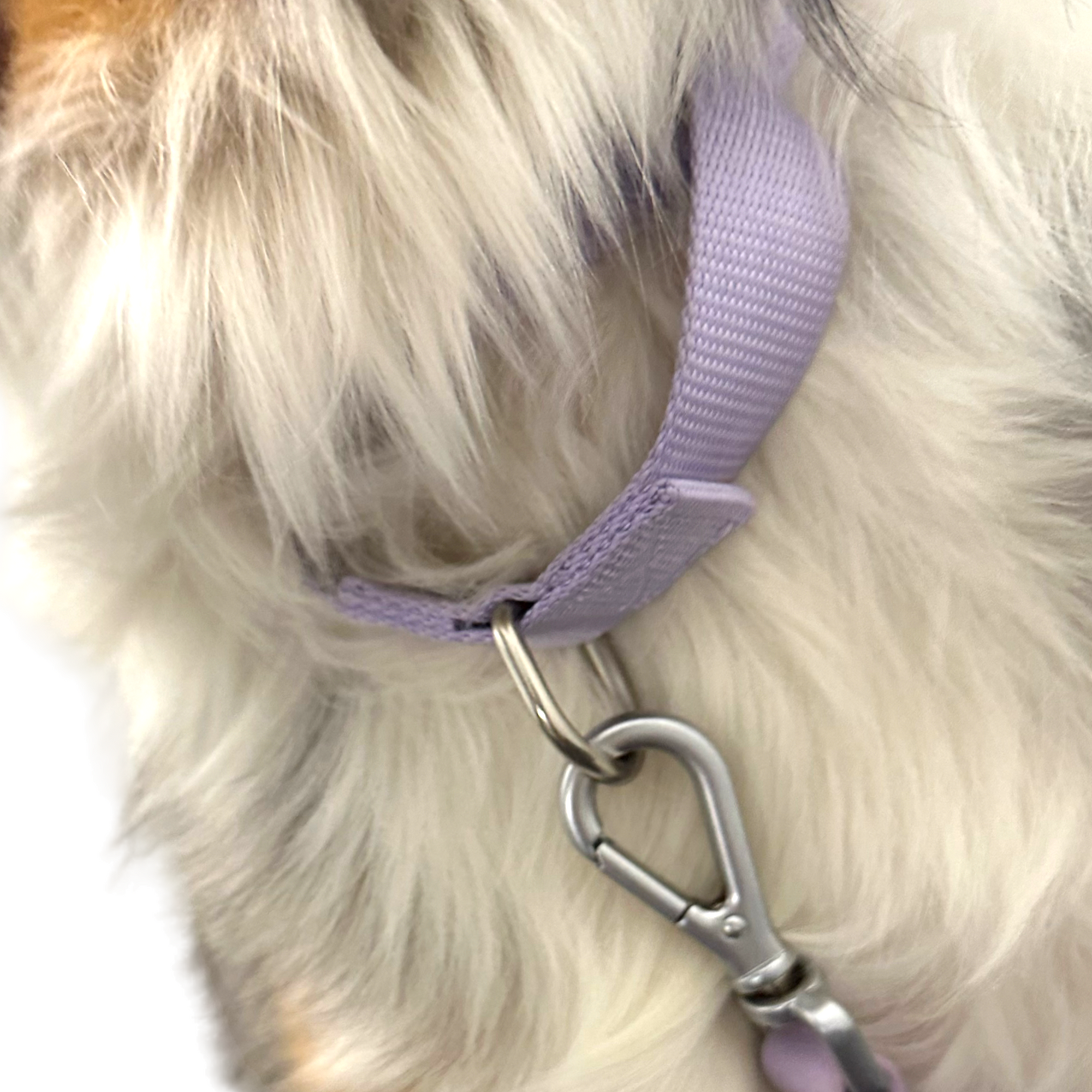 Come Here Buddy - Martingale Dog Collar -