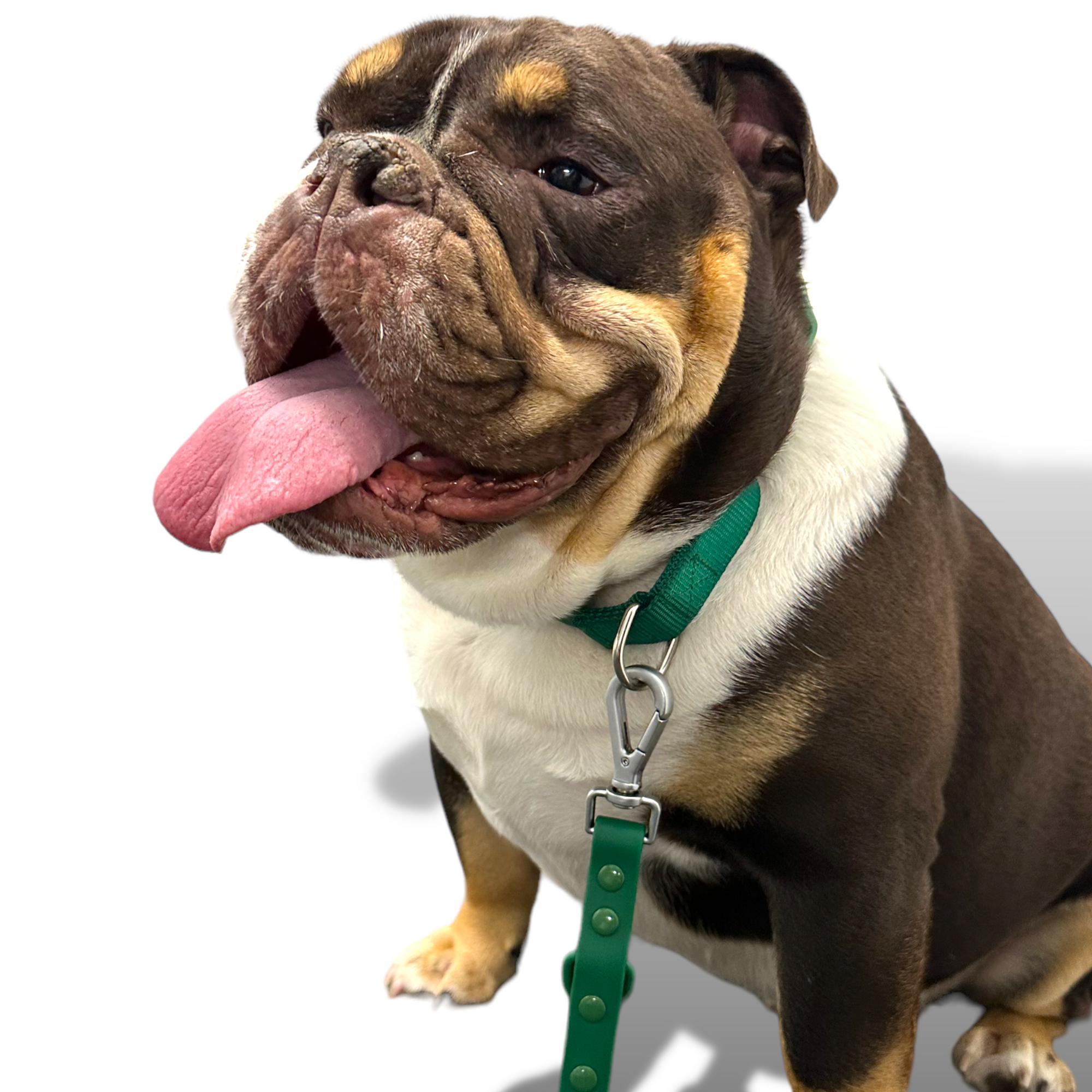 Come Here Buddy - Martingale Dog Collar -