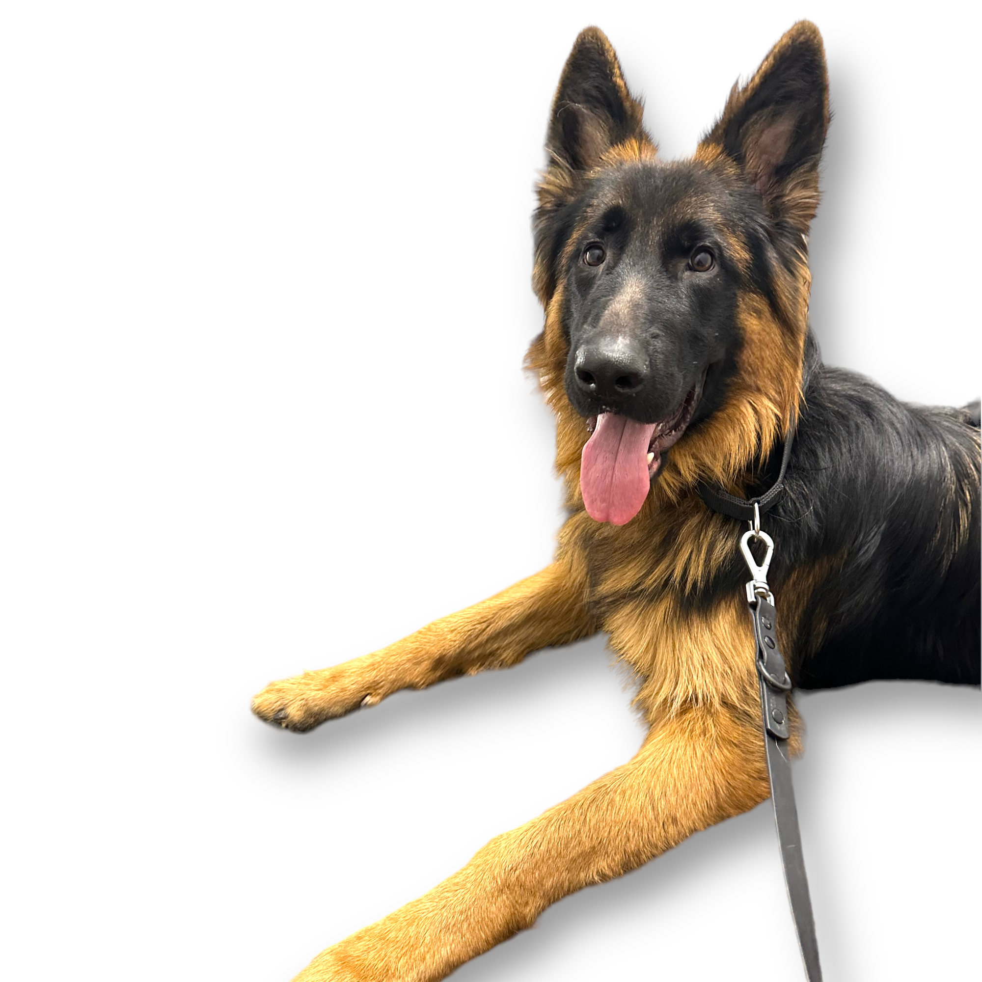 Come Here Buddy - Martingale Dog Collar -